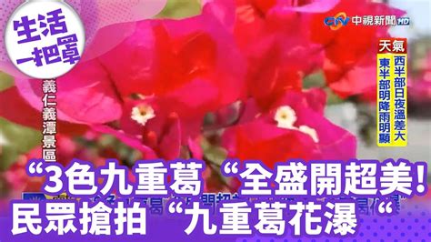 九重葛禁忌|如何按照風水來擺設九重葛？（特徵、方位、共同擺設。